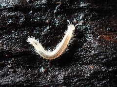 Cleidogona