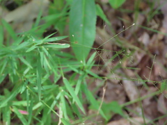 Dichanthelium dichotomum