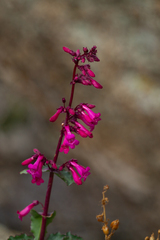Penstemon clevelandii