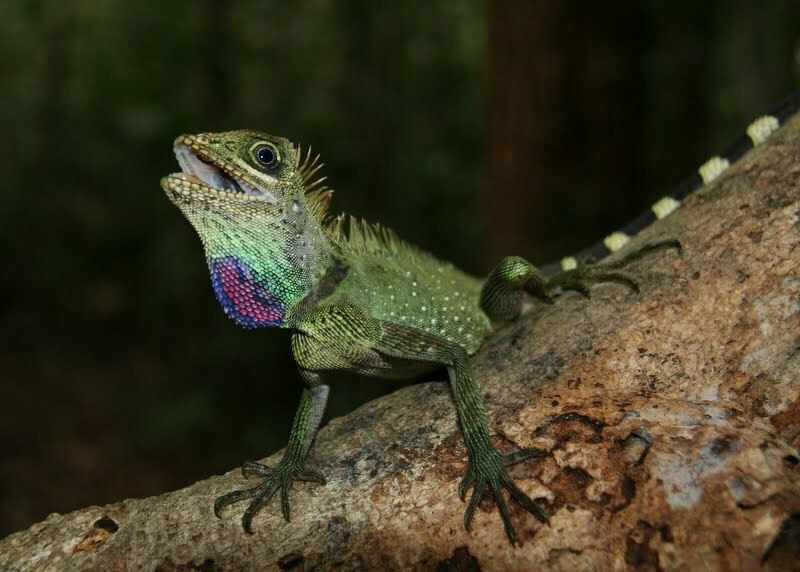 Bell's Anglehead Lizard