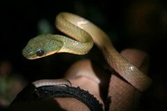 Boiga nigriceps