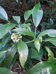Dendropanax arboreus