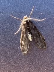 Hygraula nitens
