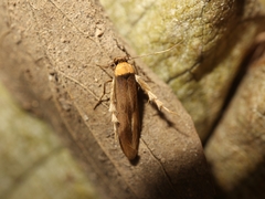Stathmopoda similignominiosa
