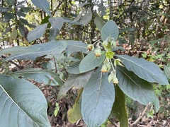 Trichodesma calycosum