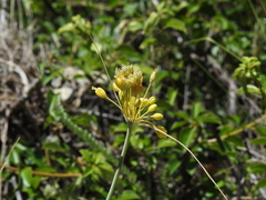 Allium flavum