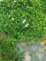 Tabernaemontana divaricata