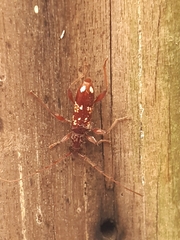 Coptocercus biguttatus