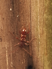 Coptocercus biguttatus