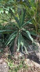 Agave vivipara
