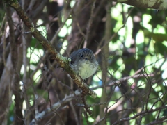 Petroica macrocephala toitoi