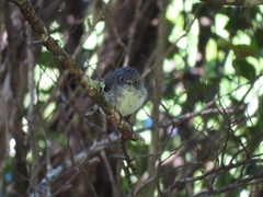 Petroica macrocephala toitoi
