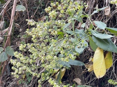 Trichodesma calycosum