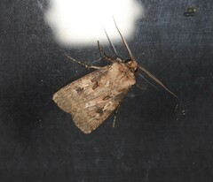 Agrotis interjectionis