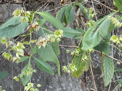 Trichodesma calycosum
