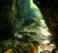 Acanthopagrus butcheri