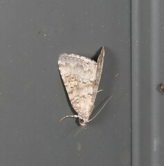 Amyna spilonota