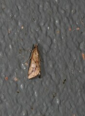 Achyra massalis