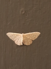 Idaea philocosma
