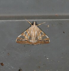 Agrioglypta zelimalis