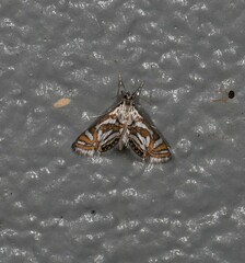 Anydraula pericompsa