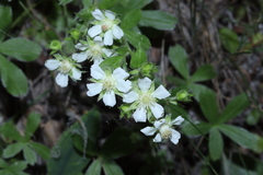 Potentilla caulescens