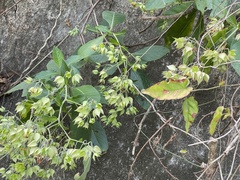 Trichodesma calycosum
