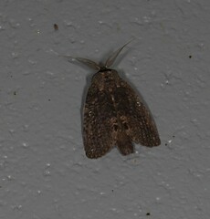 Archigargetta amydra