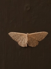 Idaea philocosma