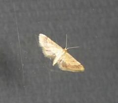 Idaea trypheropa