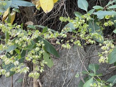 Trichodesma calycosum