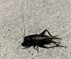 Teleogryllus commodus