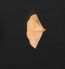 Eublemma latericolor