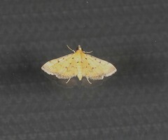 Herpetogramma hipponalis