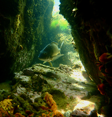 Acanthopagrus butcheri