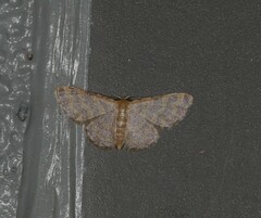 Idaea simplex