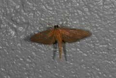 Hymenoptychis sordida