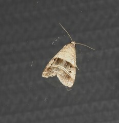 Ozarba punctigera