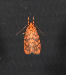 Miltochrista quadrilineata