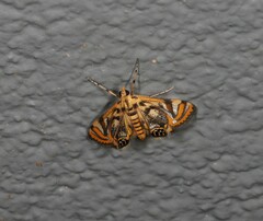 Margarosticha repetitalis