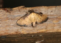 Nacoleia charesalis