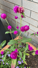 Gomphrena globosa