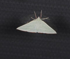 Oenochroma infantilis