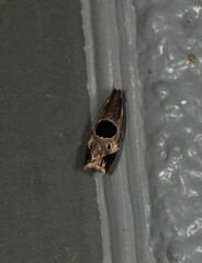 Helcystogramma hibisci