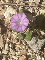 Convolvulus coelesyriacus
