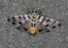 Pycnarmon jaguaralis