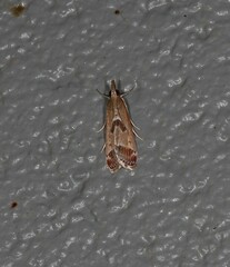 Syntonarcha iriastis