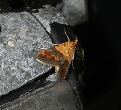 Tetracona amathealis