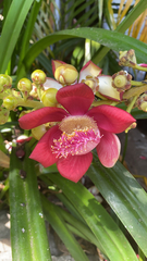 Couroupita guianensis