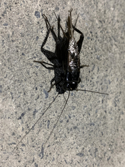 Teleogryllus commodus